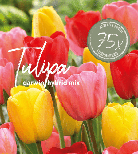 Farmers Market Tulppaanisekoite 75kpl