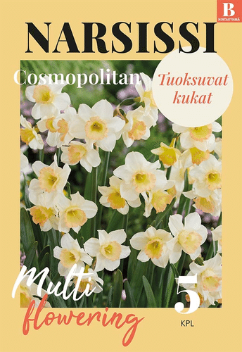 水仙花 cosmopolitan 12/14 5kpl