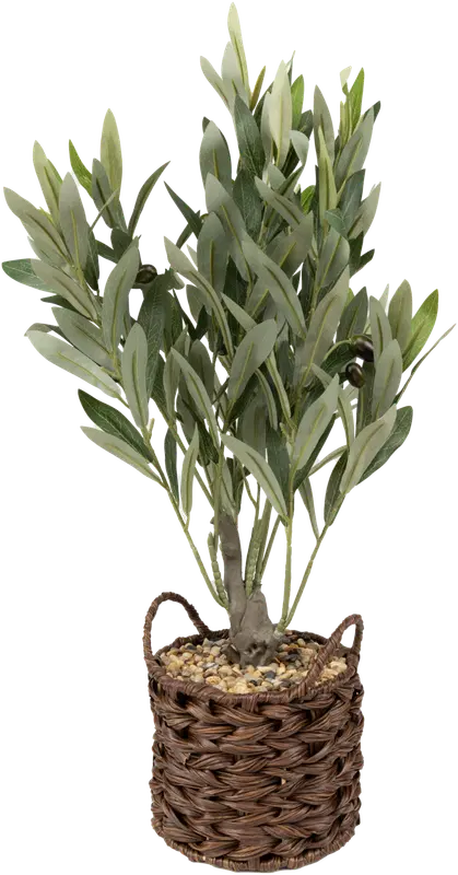 Ei merkkiä 盆栽橄榄树 篮装 56 cm