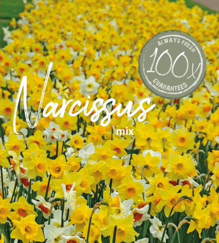 Farmers Market Narsissisekoite 100kpl