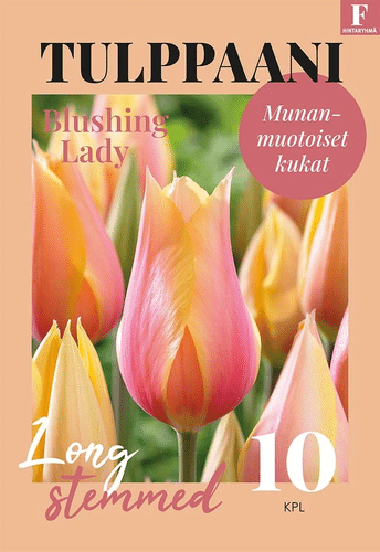 郁金香,Tulipa Blushing Lady 11/12 10kpl