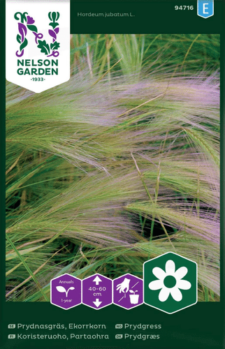Nelson Garden 观赏草种子 大麦