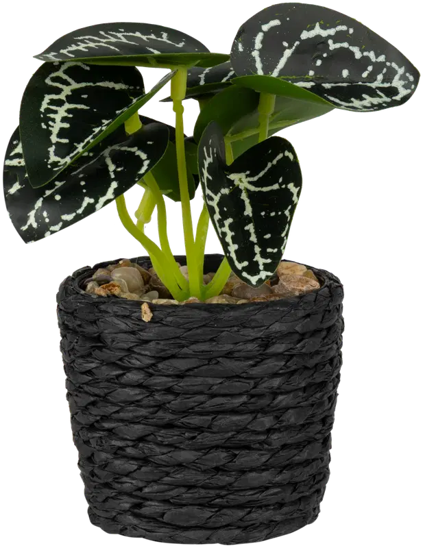 Ei merkkiä 装饰植物 6,7x12 cm