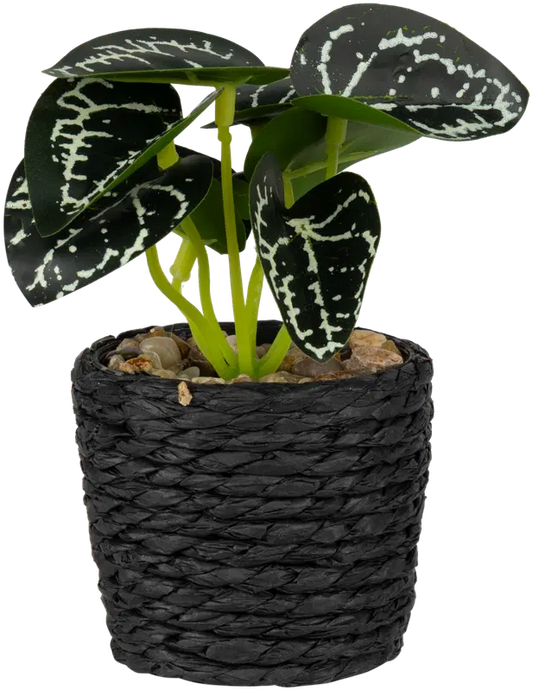 Ei merkkiä 装饰植物 6,7x12 cm