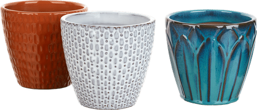 House Minea 盆栽 14.5 x 13厘米，混合品种