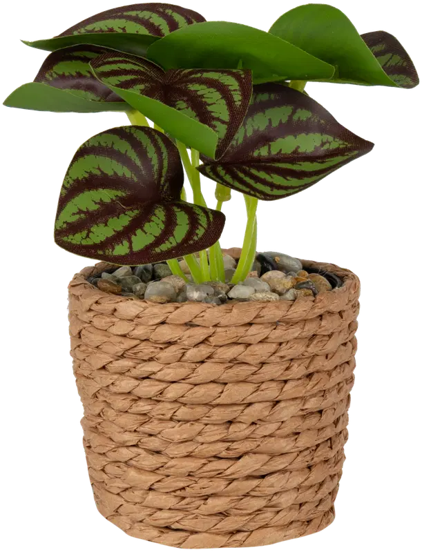 Ei merkkiä 装饰植物 6,7x12 cm