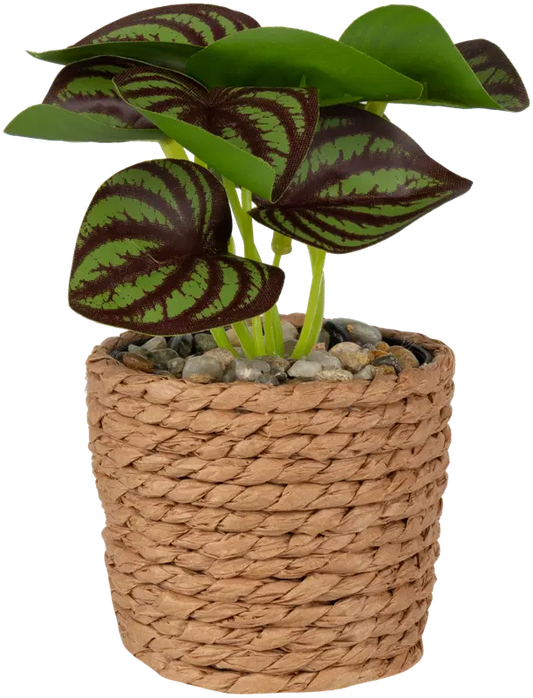 Ei merkkiä 装饰植物 6,7x12 cm