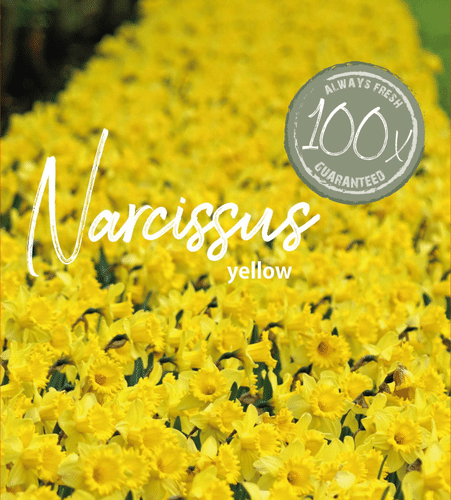 Farmers Market Narsissi 100kpl