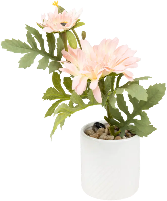 Ei merkkiä 盆栽金盏花 粉色