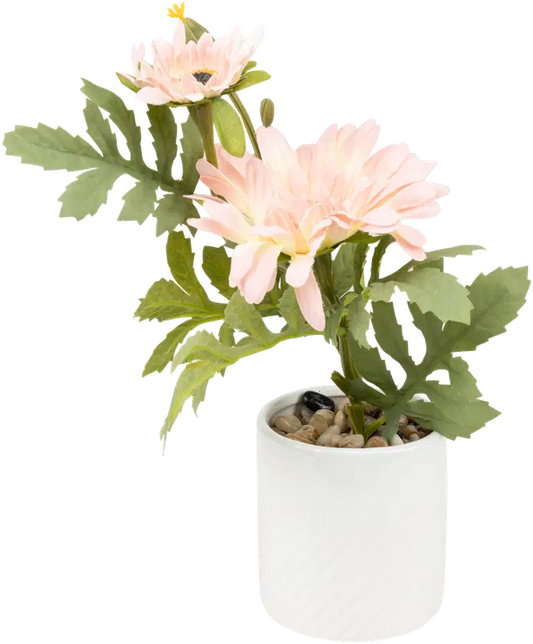 Ei merkkiä 盆栽金盏花 粉色