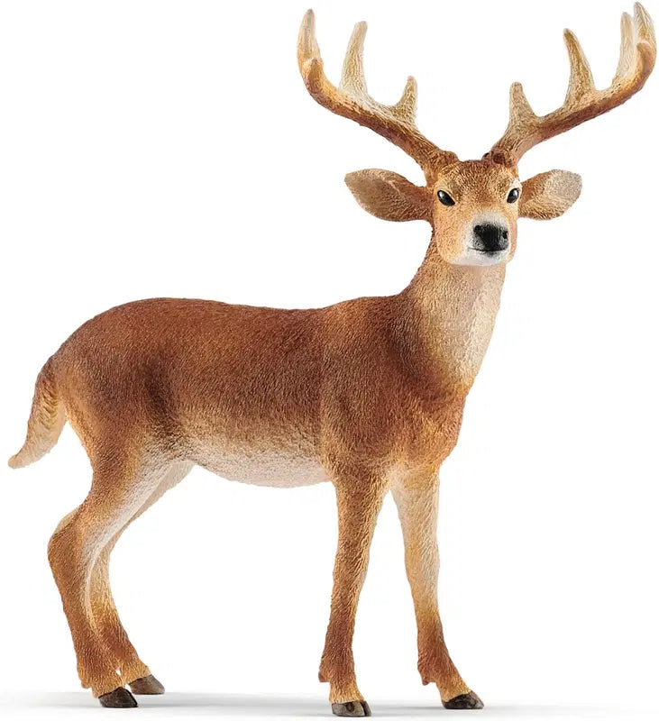 Schleich 白尾鹿｜schleich® Valkohäntäpeura