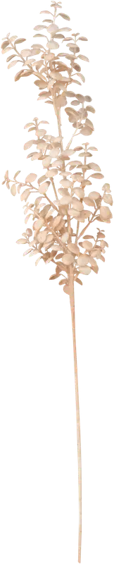 NNX 人造枝条 贝壳 75 cm