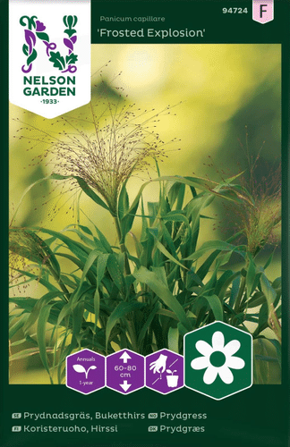 Nelson Garden 观赏草种子 小米 Frosted Explosion