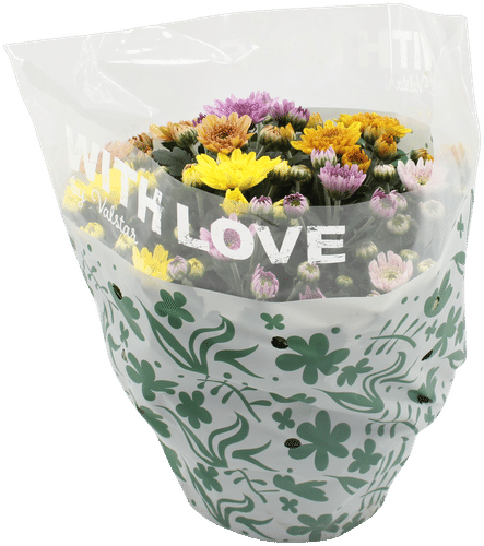 Krysanteemikulho, Chrysanthemum indicum, monivärinen